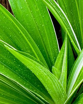 Beautiful of fresh young plant and water drops on leaf