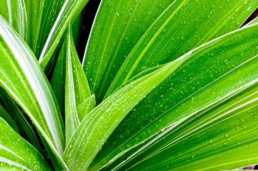 Beautiful of fresh young plant and water drops on leaf