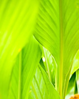 closeup of under green leaves detail