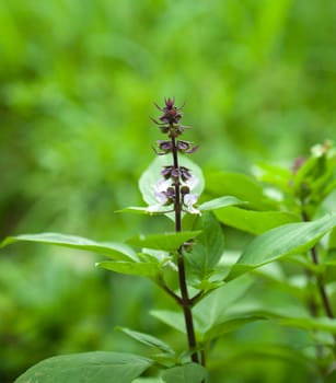 Closeup of Sweet Basil / Thai Basil