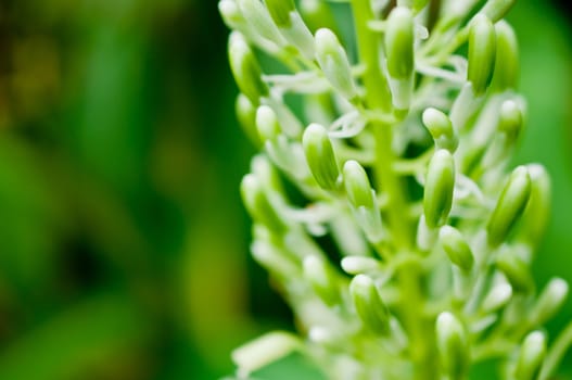Flower of Galangal oil Macro