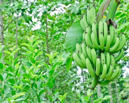 Green banana bundle in garden