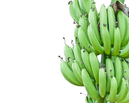 Banana bundle on white isolated