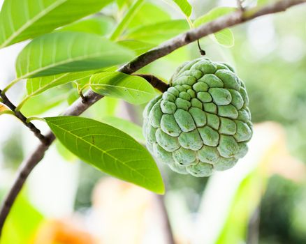 Green custard apple is growing in the garden