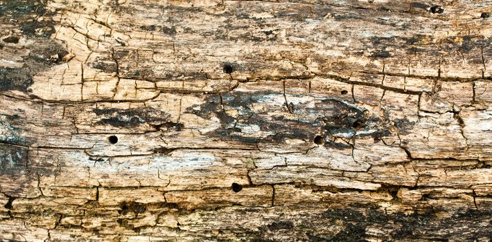 Grunge of texture wood background