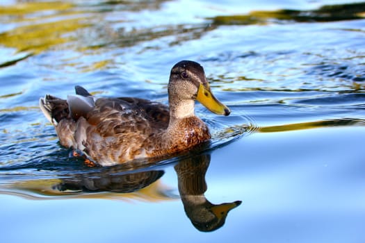 young duck (anas platyrhynchos) swimming in the clear water