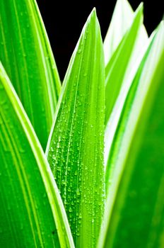 Macro of water drops on fresh green leaf in natural