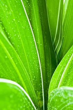 Macro of water drops on fresh green leaf