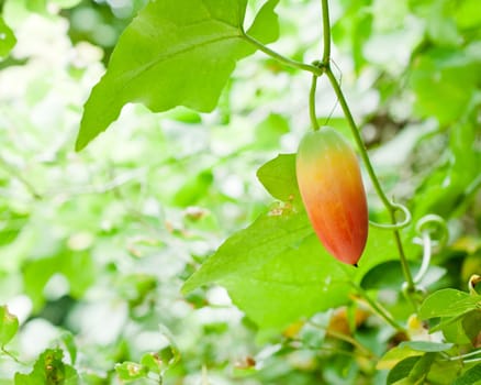 Seed of Gourd (Coccinia grandis) closeup detail