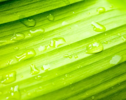 Water drops on banana green leaf