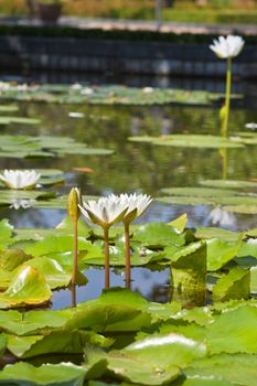 beautiful lotus with water 