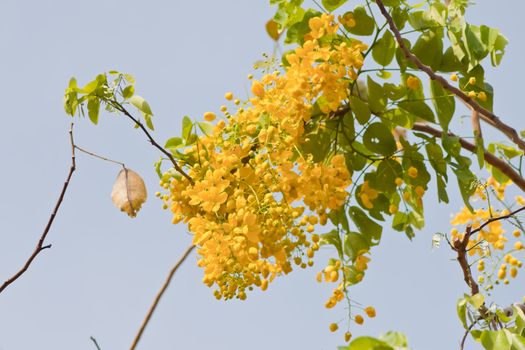 Flowers of Golden Shower Tree bloom in summer. 
