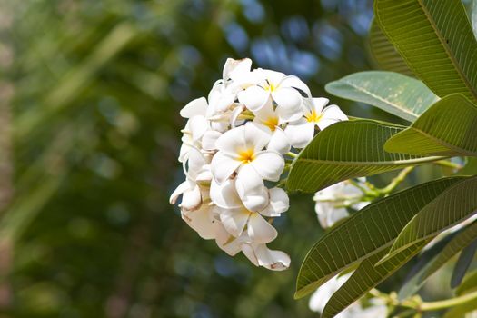 Branch of tropical flowers frangipani (plumeria) 