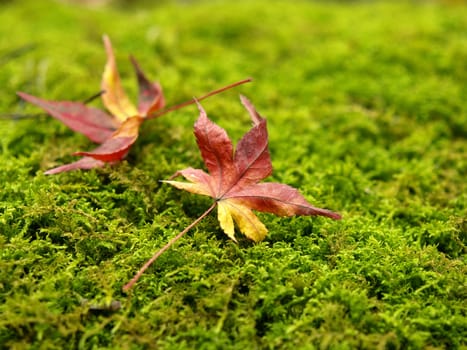 Couple of dried maple leaves on the green moss in autumn