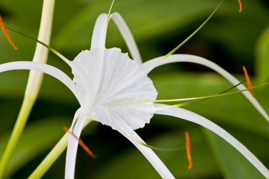 Crinum Lily Flower of tropical Asia