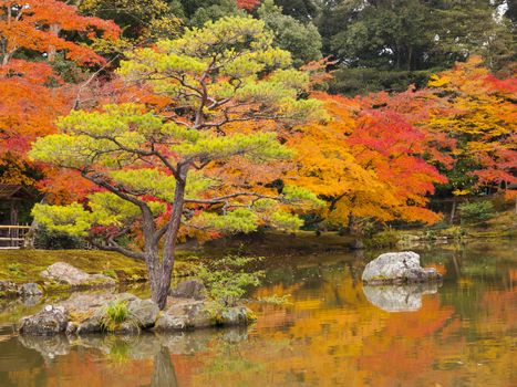 Japanese garden in autumn