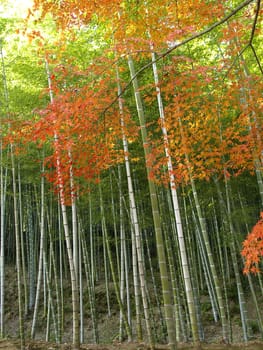 Colorful maples and the bamboo forest at Tenryu-ji Temple in Kyoto