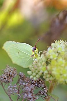 Common Brimstone butterfly on a Norwegian angelica