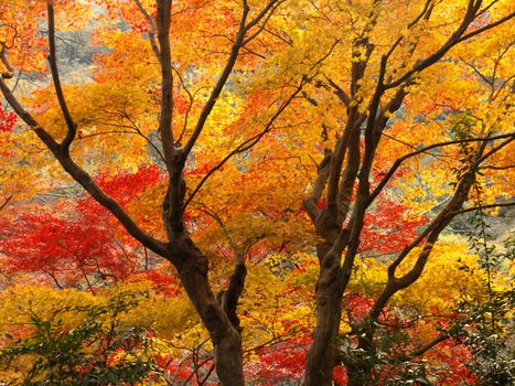 Autumn in Arashiyama, Kyoto, Japan