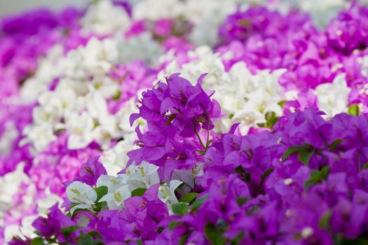 Bougainvillea paper flower