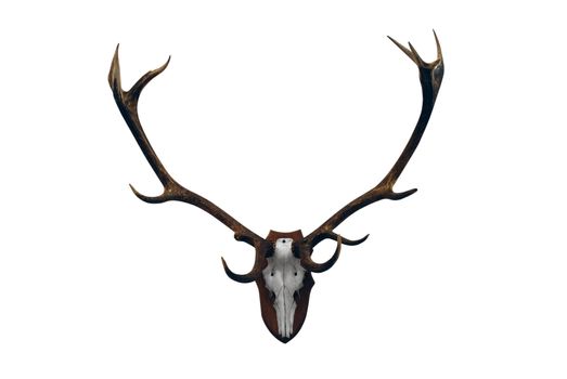 Deer skull with big horn trophy isolated