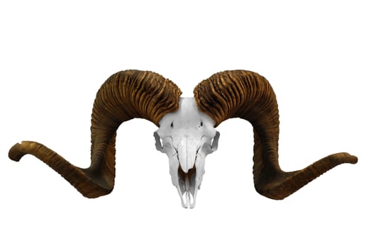 Animal skull with big horn isolated