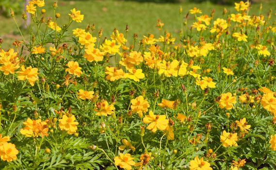 Marigold flowers