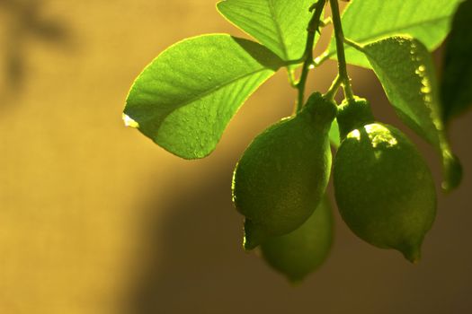 beautiful image of lemon tree branch with fruits