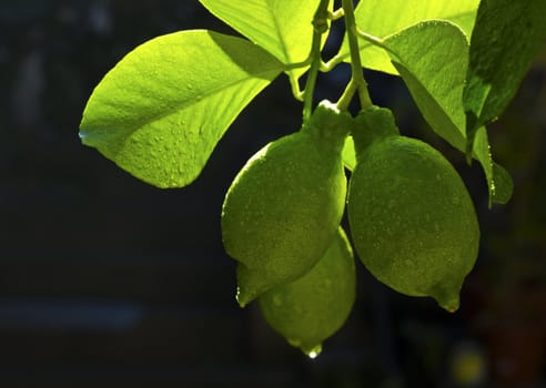 nice image with three green lemons on branch