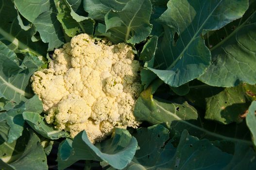 cauliflower