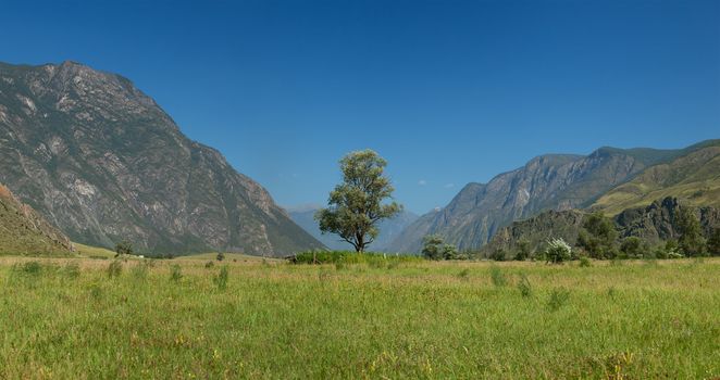 Lonely tree in mountains. Altai mountains. Russia