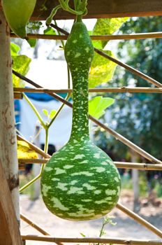 gourd in farm