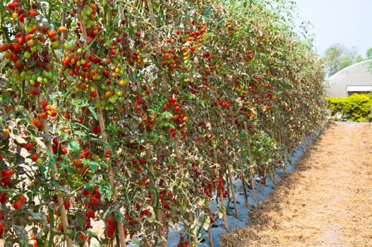 tomato farm