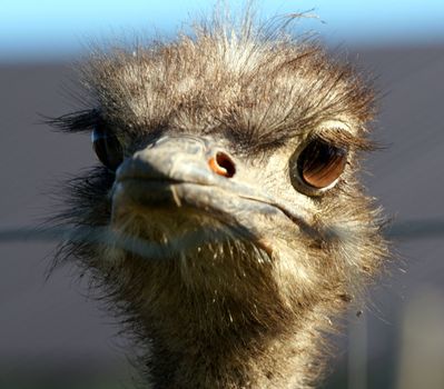 Portrait of an adult ostrich close up