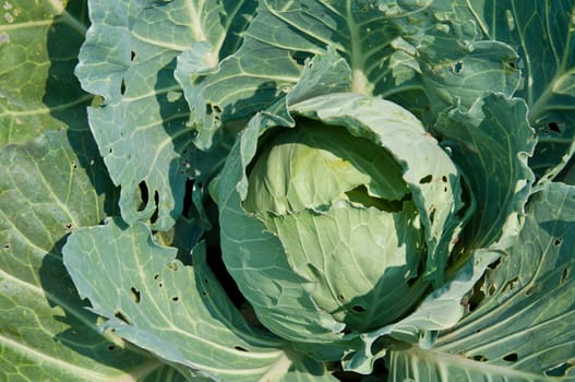 cabbage