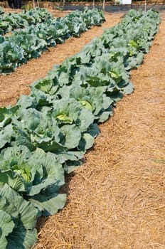cabbage farm