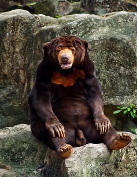 bear