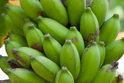 Banana bunch on tree in the garden at Thailand