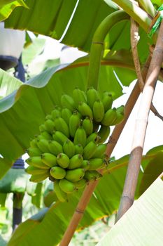 Banana bunch on tree in the garden at Thailand