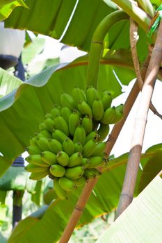 Banana bunch on tree in the garden at Thailand