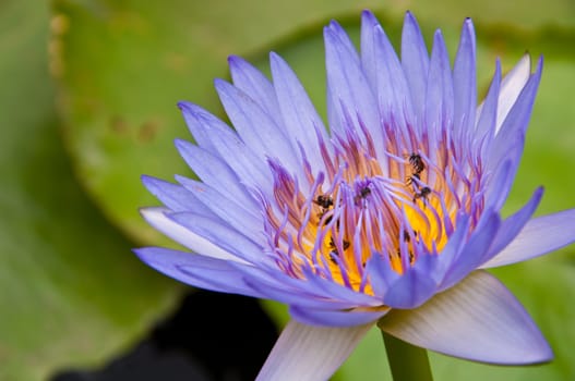 lotus







lutus