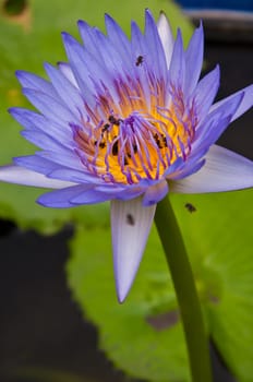 lotus