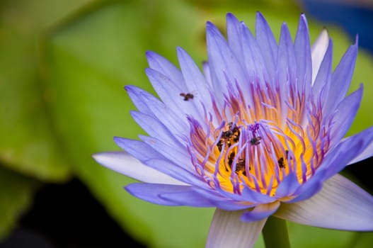 lotus