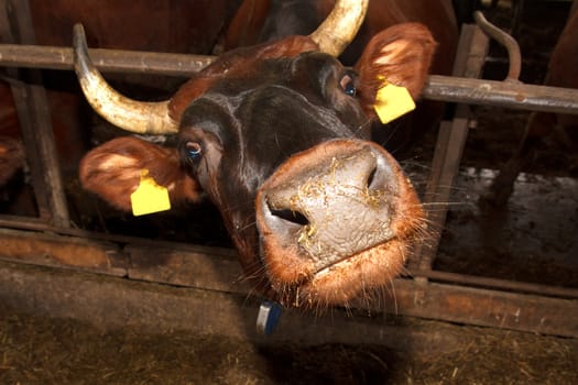 A cow looking into the camera