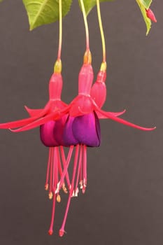 Fuschia