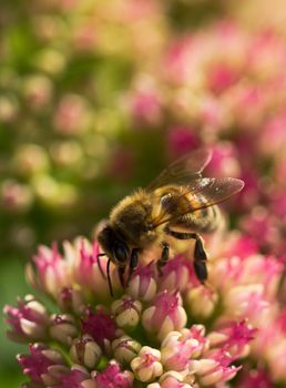 A Honey Bee on a blooming Sedum plant