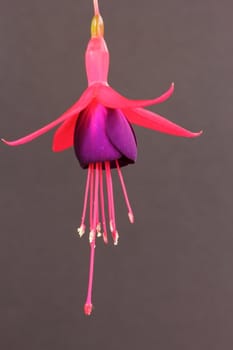 Fuschia