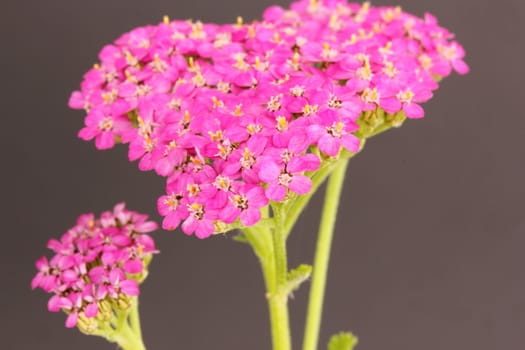 spirea