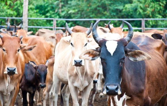 thai cow farm