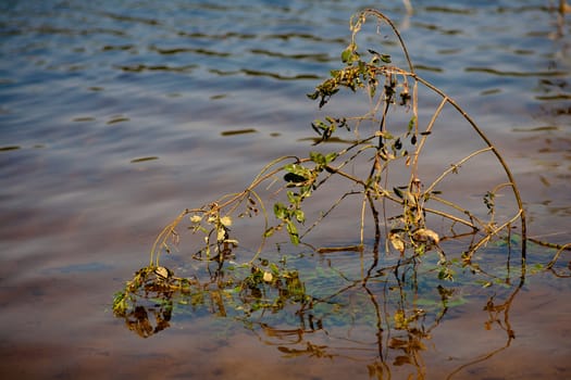 A bush with green leaves in brown water
